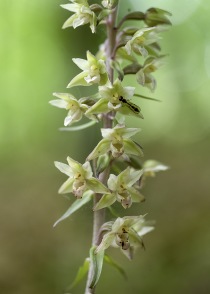 Mångblommig knipprot, Epipactis purpurata, Själland 2025-08-05