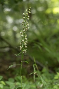 Skogsknipprot, Epipactis helleborine, Själland 2025-08-05