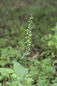 Engelsk knipprot, Epipactis phyllanthes ssp. pendula,Själland 2025-08-05