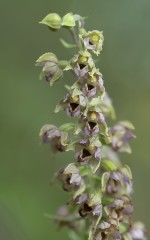 Purpurknipprot hybrid? Epipactis atrorubens hybrid?