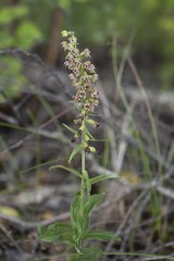 Purpurknipprot hybrid? Epipactis atrorubens hybrid?