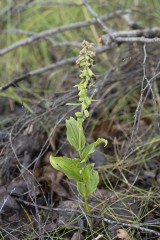 Purpurknipprot hybrid? Epipactis atrorubens hybrid?