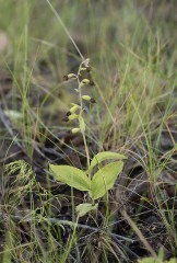 Purpurknipprot hybrid? Epipactis atrorubens hybrid?