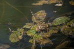 Brun mosaikslända / Brown Hawker / Aeshna grandis,Tjörn 2025-08-16