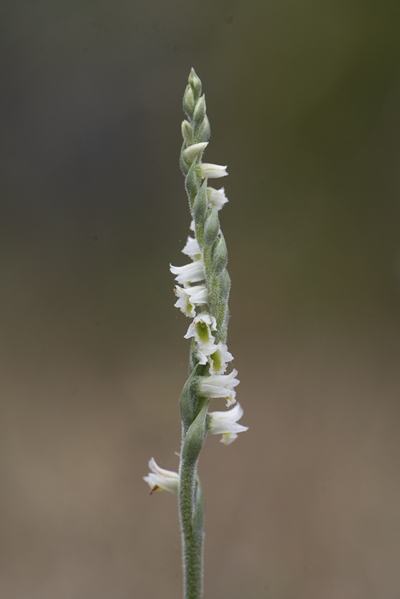 Skruvax, Spiranthes spiralis, Öland 2025-08-26