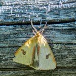 DSC_1689 rez DSC_1689 rez