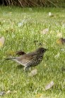 Taltrast / Song Thrush / Turdus philomelos 2025-10-05