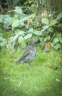 Taltrast / Song Thrush / Turdus philomelos