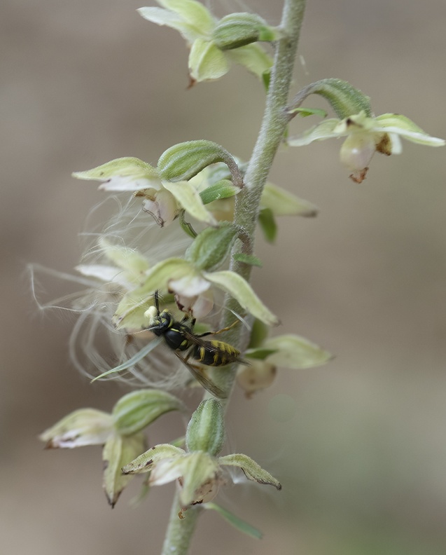 Mångblommig knipprot, Epipactis purpurata, Själland (Dk) 2025-08-05