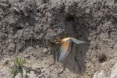 Biätare, European Bee-eater, Merops apiaster, Skåne 2025-06-11