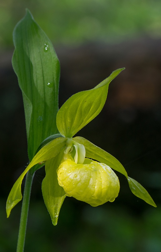 Gul guckusko, Cypripedium calceolus f. citrinum, Tierp 2015-06-15