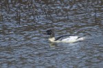 Storskrake (ungfågel?) Goosander Mergus merganser, Lillån 2025-11-21