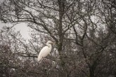 Ägretthäger, Great ägret ,Ardea alba, Lillån 2025-11-26