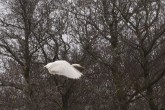 Ägretthäger, Great ägret ,Ardea alba, Lillån 2025-11-26