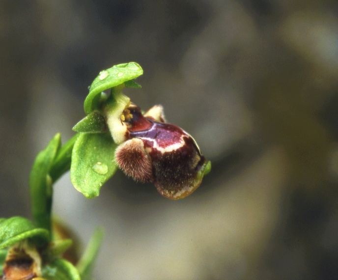 Ophrys flavomarginata, Cypern 2002-03-15