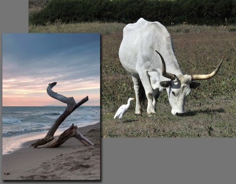 Typiska vyer från Monti dell'Uccellini, Långhornad boskap som än idag vaktas av Maremmas "cowboys", samt halft begravt drivved på stranden vid Marina de Albarese.