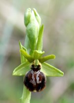 Ophrys argentaria, namnat efter Monte Argentario