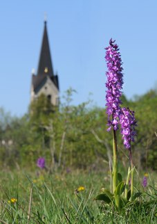 St Pers nycklar (Orchis mascula), Kinnekulle