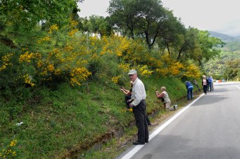Orkidérik vägbank på norra Sicilien
