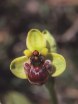 Ophrys bombyliflora,  Kreta 1998-04-15