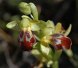Ophrys  cinereophila,  Kreta 1998-04-15