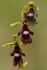 Ophrys insectifera, flugblomster