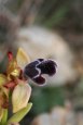 Ophrys fleichmannii, Kreta, Thripti  20007-04-