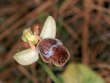 Ophrys fleichmannii, Kreta, Thripti  20007-04-15