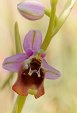 Ophrys episcopalis, Kreta,  2007-04-19