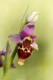 Ophrys heldreichii, Kreta