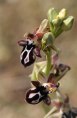 Ophrys cretica subsp. cretica