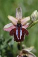 Ophrys spruneri subsp. spruneri