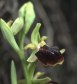 Ophrys spruneri subsp. herae