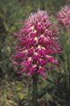 Orchis italica, Kreta