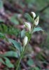 Cephalanthera damasonium, Mt. Baldo (It) 2004-06-21
