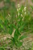 Cephalanthera damasonium, Aveyron (Fr) 2009-06-16