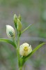 Cephalanthera damasonium, Aveyron (Fr) 2011-05-20