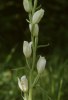 Cephalanthera damasonium, Mön (Dk) 2003-06-11