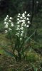 Cephalanthera longifolia, Öland 2000-06-04