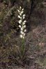 Cephalanthera longifolia, Gargano 2000-04-28
