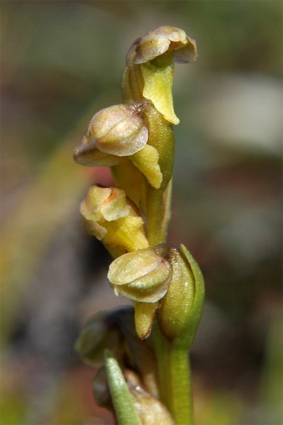Chamorchis alpina, Hemavan 2004-07-24
