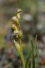 Chamorchis alpina, Hemavan 2004-07-24