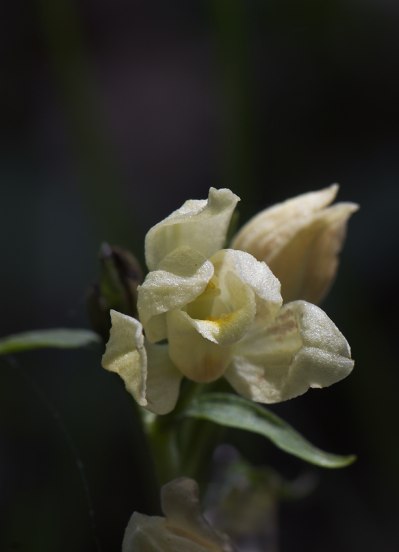 Cephalanthera damasonium, Frankrike 2011-05-18