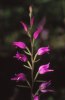 Cephalanthera rubra, Dalsland 