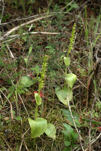 G. diphylla, inte så lätt att få öga på i allt annat grönt. Sardinien 2006-04-26