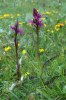 Dactylorhiza majalis alpestris x fuchsii, Val Vanegia, Italien 04-06-24