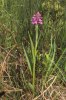 Dactylorhiza majalis subsp. sphagnicola, Dalsland 1999-07