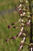Himantoglossum hircinum, Aveyron (Fr.) 2009-06-16
