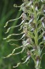 Himantoglossum hircinum, Comps-sur-Artuby (Fr.) 2009-06-17