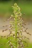 Himantoglossum hircinum, Aveyron (Fr.) 2009-06-15